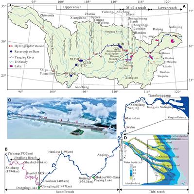 Sediment sink-source transitions in the middle and lower reaches of the Yangtze River estuary